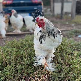 Polli di razza brahma