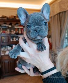 Bulldog francese esotico