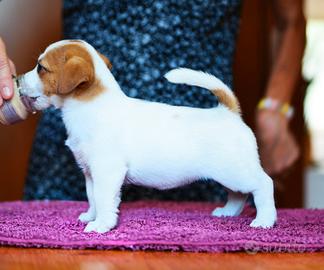 Jack russell cucciola pelo liscio