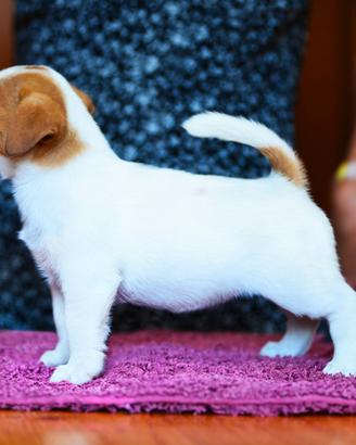 Jack russell cucciola pelo liscio