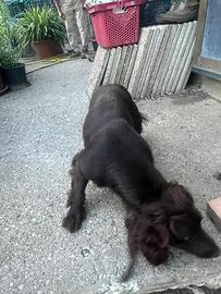 Cocker spaniel inglese