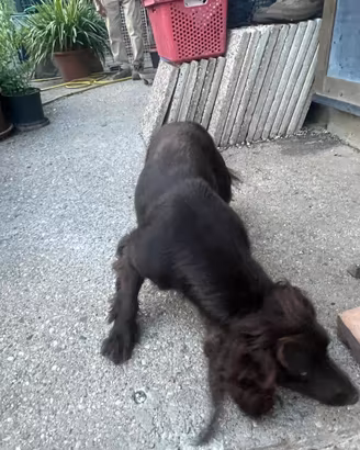 Cocker spaniel inglese