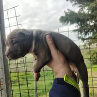 American staffordshire terrier Pitbull n