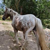 Cavallo Argentino