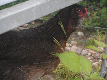 Gallo con gallin arocana