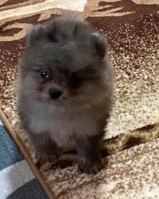Spitz di Pomerania
