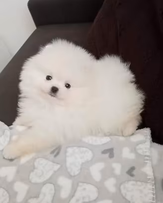 Spitz di Pomerania PICCOLISSIMI