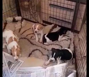 Pointer cuccioli con Pedigree 