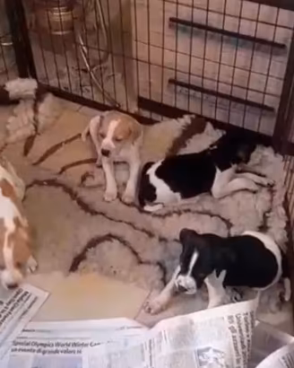 Pointer cuccioli con Pedigree 