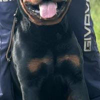 Rottweiler maschio