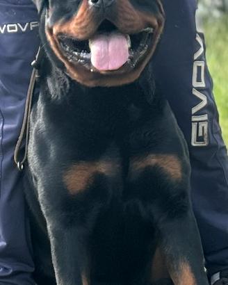 Rottweiler maschio