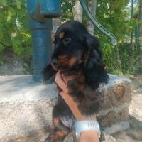 Cocker Spanile Inglese Nero Focato