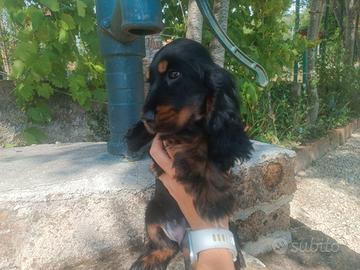 Cocker Spanile Inglese Nero Focato