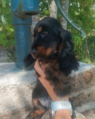 Cocker Spanile Inglese Nero Focato