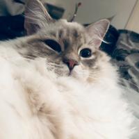 Femmina gatto siberiano per accoppiamento