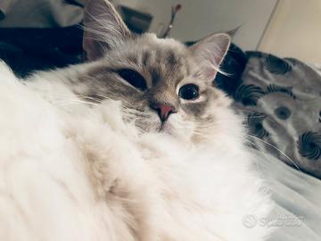 Femmina gatto siberiano per accoppiamento