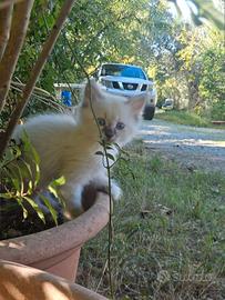 Gattini ragdoll tabby no pedigree