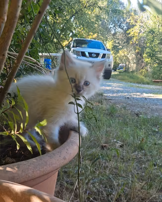 Gattini ragdoll tabby no pedigree