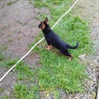 Cuccioli di pastore tedesco