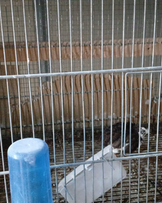 Quaglie cinesi