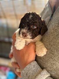 Lagotto romagnolo
