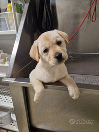 Cuccioli di Labrador