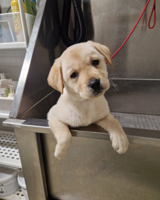 Cuccioli di Labrador