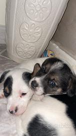 Jack russel