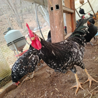 Galline di varie razze