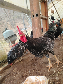 Galline di varie razze