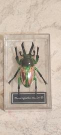 Coleottero da collezione