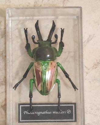 Coleottero da collezione