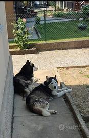Una nuova famiglia per Jacob e Kira