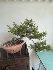 Bonsai cipresso