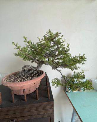 Bonsai cipresso