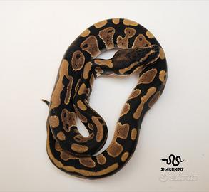 Pitone reale baby 2025