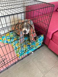 kennel