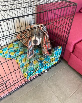 kennel