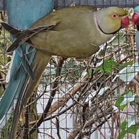 Coppia collari M grey green F Blu 2021