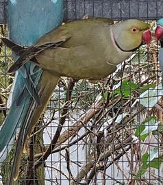 Coppia collari M grey green F Blu 2021