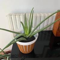 Piante Aloe