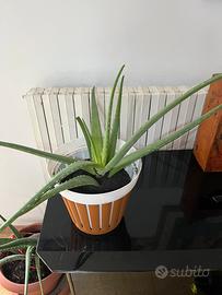 Piante Aloe