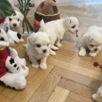 Maltese toy