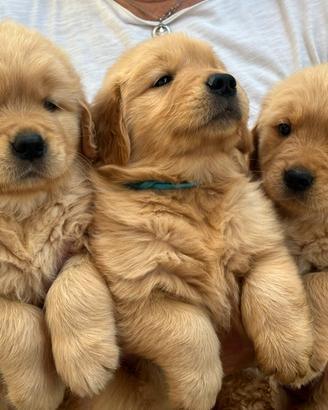 Cuccioli Golden Retriever linea americana