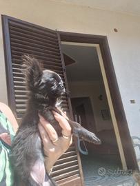 Chihuahua pelo lungo