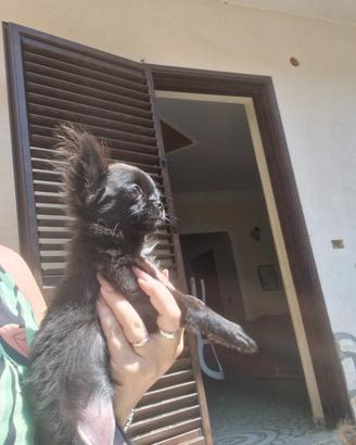 Chihuahua pelo lungo