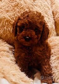 Cuccioli di barboncino Toy Red