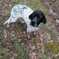 Bracca pointer