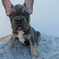 Bulldog francesi blu tan merle