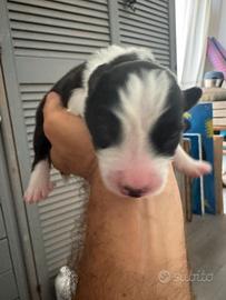 Border collie